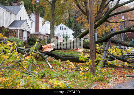 Dommages causés par l'Ouragan Sandy de Tenafly, New Jersey, USA. Un arbre tombé a retiré les câbles d'utilité. Banque D'Images