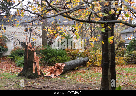 Dommages causés par l'Ouragan Sandy de Tenafly, New Jersey, USA. Un arbre tombé qui a évité de justesse de frapper une maison. Banque D'Images