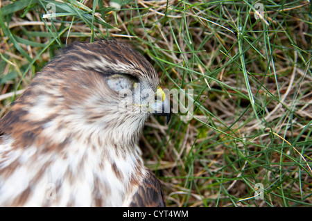 Mort d'un mineur l'épervier brun, tué frapper la fenêtre d'une maison dans la région de Tenafly, New Jersey, USA. Banque D'Images