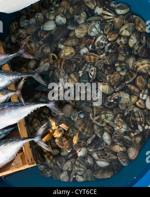 Matin, marché aux poissons de Kumkapi Istanbul Turquie, du poisson tout droit vers les bateaux, queues de bonite et bassin avec les coquillages Banque D'Images