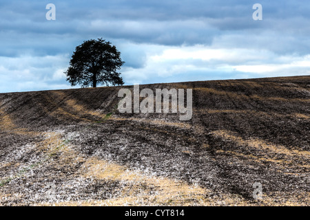 Seul Arbre en haut de la petite colline en Essex Banque D'Images