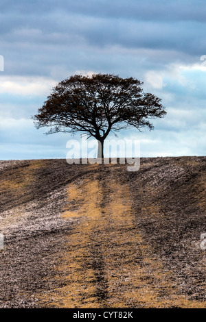 Seul Arbre en haut de la petite colline en Essex Banque D'Images