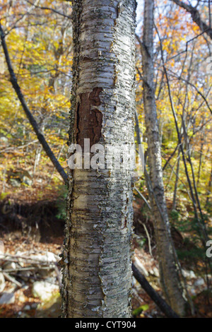 Un arbre enroulé sur un bouleau le long de la piste de Tecumseh Mt dans le New Hampshire. L'écorce, où un sentier peint marker (blaze) était sur l'arbre, a été coupé et Banque D'Images