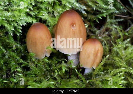 Coprinus micaceus - Inkcap scintillants Banque D'Images