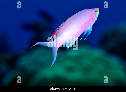 La reine pourpre anthias Pseudanthias, pascalus, Pohnpei, États fédérés de Micronésie Banque D'Images