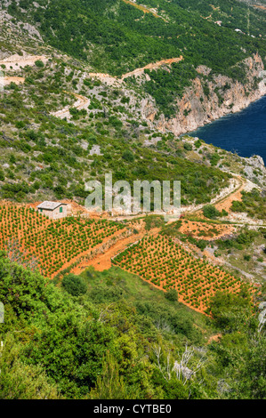Vignes, côte sud de Hvar, Croatie Banque D'Images