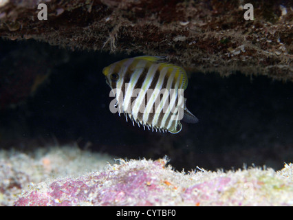 Huit-papillons Chaetodon octofasciatus, bagués, Pohnpei, États fédérés de Micronésie Banque D'Images