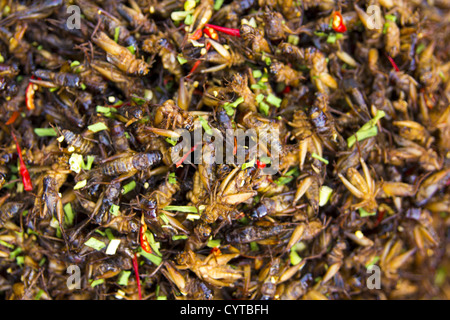 Bug connu de l'Asie de l'alimentation Banque D'Images