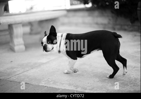 Boston terrier noir et blanc chien jouant à l'extérieur dans une cour Banque D'Images