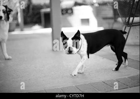 Boston terrier noir et blanc chien jouant à l'extérieur dans une cour Banque D'Images