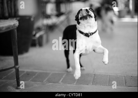 Boston terrier noir et blanc chien jouant à l'extérieur dans une cour Banque D'Images