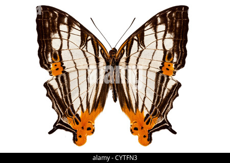 Espèces de papillons Cyrestis lutea martini isolé sur fond blanc Banque D'Images