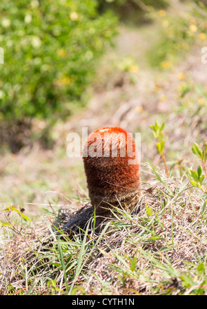 Turk's Cap Cactus sur l'île de Sint Maarten St Martin dans les Caraïbes Banque D'Images