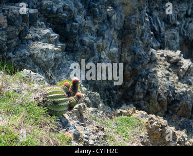 Turk's Cap Cactus sur l'île de Sint Maarten St Martin dans les Caraïbes Banque D'Images