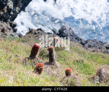 Turk's Cap Cactus sur l'île de Sint Maarten St Martin dans les Caraïbes Banque D'Images