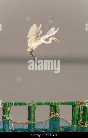 Grande Aigrette (Egretta alba) volant à la lagune Encanyssada, Pantena, Delta de l'Ebre, le parc naturel de Montseny, Tarragone, Espagne Banque D'Images