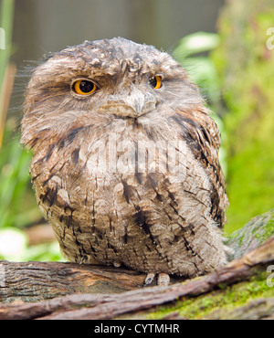 (Podargus strigoides Tawny Une grille supérieure) Banque D'Images