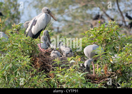 Openbill, asiatique, Stork, refuge d'Ranganthittu Karnataka, Inde Banque D'Images