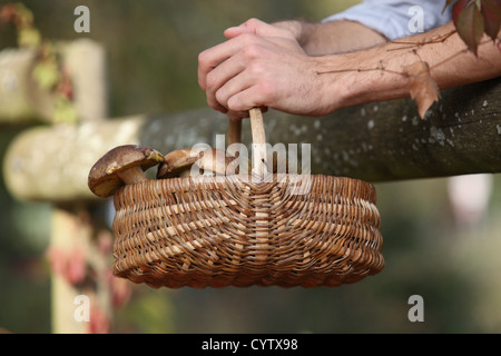 Panier de champignons Banque D'Images