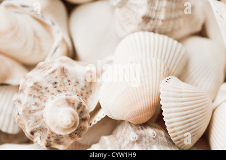 Escargots de mer et les mollusques des coquilles vides sépia Banque D'Images