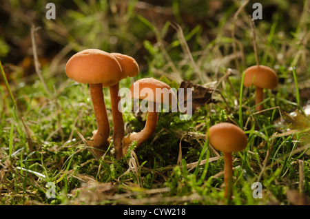 Parmi les champignons orange vif Mycena brins d'herbe et feuilles d'automne sur sol sous bouleau Banque D'Images