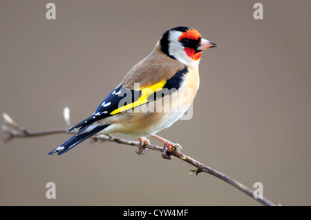 Chardonneret en hiver dans un jardin UK Banque D'Images