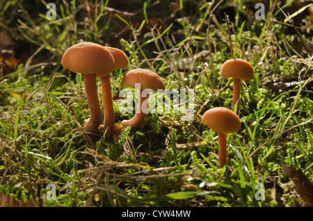 Parmi les champignons orange vif Mycena brins d'herbe et feuilles d'automne sur sol sous bouleau Banque D'Images