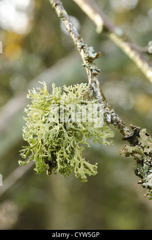 Ramalina farinacea lichens fruticuleux du renne et de la mousse de plus en plus parmi les lichens foliacés sur l'écorce de chêne tronc de l'arbre de vie Banque D'Images