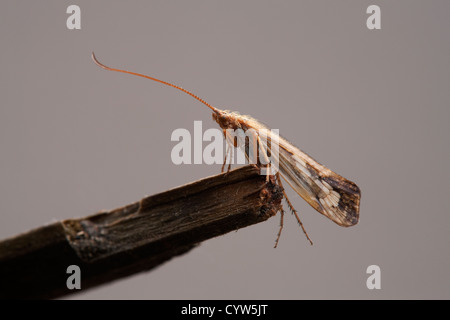 Caddis Fly adulte au repos on twig Banque D'Images