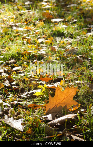 La broche d'automne feuilles de chêne parsemé par wing à travers un pâturage pâturage chêne rouge Banque D'Images
