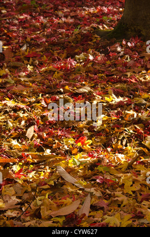 Mélange d'automne les feuilles tombées en bois dur sur plancher bois érable chêne châtaignier hêtre aubépine acer Banque D'Images