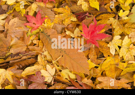 Mélange d'automne les feuilles tombées en bois dur sur plancher bois érable chêne châtaignier hêtre aubépine acer Banque D'Images