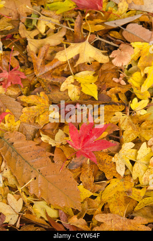 Mélange d'automne les feuilles tombées en bois dur sur plancher bois érable chêne châtaignier hêtre aubépine acer Banque D'Images