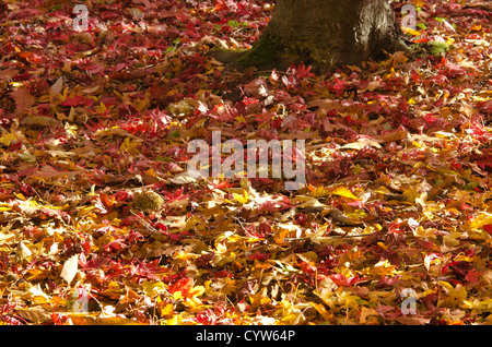 Mélange d'automne les feuilles tombées en bois dur sur plancher bois érable chêne châtaignier hêtre aubépine acer Banque D'Images