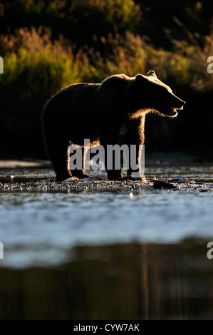 La pêche en rivière de l'ours grizzli au coucher du soleil. Banque D'Images