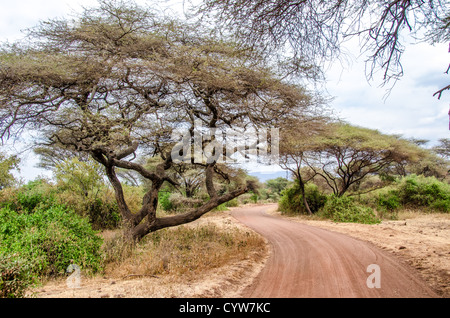 PARC NATIONAL DU LAC MANYARA, Tanzanie - Une route de terre serpente à travers les acacia au parc national du lac Manyara, dans le nord de la Tanzanie. Le parc, connu pour ses lions grimpants et ses flamants roses, joue un rôle crucial dans la conservation des diverses espèces et écosystèmes de la Tanzanie. Banque D'Images