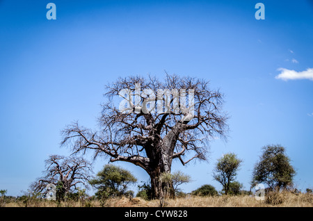 PARC NATIONAL DE TARANGIRE, Tanzanie — Un baobab dénudé se dresse contre le ciel bleu clair pendant la saison sèche dans le parc national de Tarangire, dans le nord de la Tanzanie. Le parc est réputé pour ses grandes populations d'éléphants et ses baobabs distinctifs, qui sont parmi les caractéristiques les plus emblématiques du paysage d'Afrique de l'est. Tarangire fait partie de l'écosystème du Grand Tarangire-Manyara et sert de corridor faunique essentiel. Les anciens baobabs, dont certains sont estimés à plus de 1 000 ans, sont particulièrement frappants pendant les mois secs où ils perdent leurs feuilles. Le parc couvre environ Banque D'Images