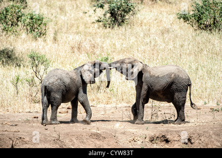 PARC NATIONAL DE TARANGIRE, Tanzanie — deux jeunes éléphants en jeu dans le parc national de Tarangire, dans le nord de la Tanzanie, non loin du cratère de Ngorongoro et du Serengeti. Banque D'Images