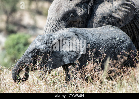 PARC NATIONAL DE TARANGIRE, Tanzanie — Un jeune éléphant accompagne sa mère dans le parc national de Tarangire, situé dans le nord de la Tanzanie. Le parc est situé dans le circuit safari nord du pays, près d'autres zones animales renommées, notamment le cratère Ngorongoro et le Serengeti. Tarangire est connue pour ses grandes populations d'éléphants et sa faune variée. Le parc couvre environ 2 850 kilomètres carrés et fait partie de l'écosystème du Grand Tarangire-Manyara. Pendant la saison sèche, le parc attire généralement des concentrations importantes d'animaux sauvages attirés par la rivière Tarangire. T Banque D'Images