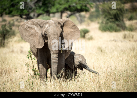 PARC NATIONAL DE TARANGIRE, Tanzanie — Un jeune éléphant reste près de sa mère dans le parc national de Tarangire, dans le nord de la Tanzanie. Le parc est situé à proximité d'autres destinations animales renommées, notamment le cratère Ngorongoro et le Serengeti. Tarangire est connue pour ses grands troupeaux d'éléphants et sa diversité de populations sauvages. Le parc couvre environ 2 850 kilomètres carrés et fait partie de l'écosystème du Grand Tarangire-Manyara. Pendant la saison sèche, le parc attire généralement des concentrations importantes d'animaux sauvages attirés par la rivière Tarangire. La région est un habitat important pour Afri Banque D'Images