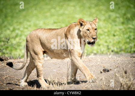 Parc national de Tarangire, Tanzanie - une femme lion sur le prowl durant la journée au parc national de Tarangire en Tanzanie du nord pas loin de cratère de Ngorongoro et le Serengeti. Banque D'Images