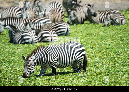 PARC NATIONAL DE TARANGIRE, Tanzanie — Un troupeau de zèbres dans l'eau d'un petit lac recouvert de roseaux dans le parc national de Tarangire, dans le nord de la Tanzanie, non loin du cratère de Ngorongoro et du Serengeti. Banque D'Images