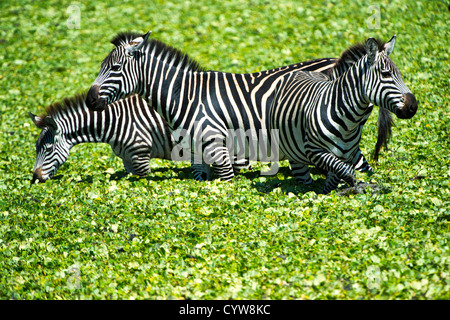 PARC NATIONAL DE TARANGIRE, Tanzanie — trois zèbres pataugeaient dans l'eau d'un petit lac recouvert de roseaux dans le parc national de Tarangire, dans le nord de la Tanzanie. Le parc est situé dans le circuit safari nord du pays, à proximité d'autres zones animales renommées, notamment le cratère Ngorongoro et le Serengeti. Tarangire est connue pour ses grands troupeaux d'éléphants et ses diverses populations fauniques qui se rassemblent autour des sources d'eau pendant la saison sèche. Le parc couvre environ 2 850 kilomètres carrés et fait partie de l'écosystème du Grand Tarangire-Manyara. Les zèbres des plaines sont parmi les espèces communes trouvées Banque D'Images