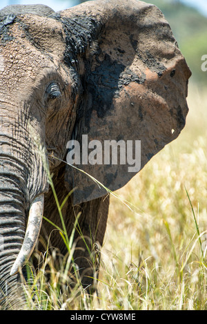 Élphant d'Afrique Parc national du Tarangire Tanzanie | PARC NATIONAL DU TARANGIRE, Tanzanie — Un éléphant d'Afrique maculé de boue tourne la tête de profil, l'oreille largement déployée, dans le parc national du Tarangire en Tanzanie. Le suivi à long terme par le Tarangire Elephant Project, commencé en 1993, a suivi la récupération de la population après de lourdes pertes dues à la braconnerie d'ivoire dans les années 1970 et 1980, atteignant l'une des densités d'éléphants les plus élevées du nord de la Tanzanie. Banque D'Images