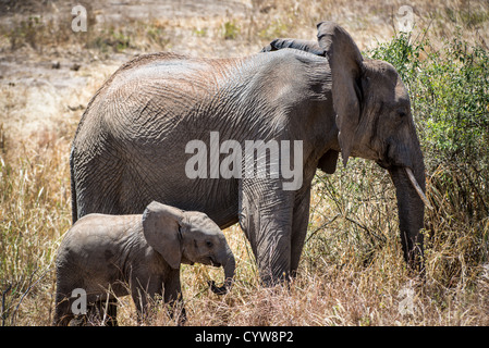 PARC NATIONAL DE TARANGIRE, Tanzanie — Un bébé éléphant accompagne sa mère dans le parc national de Tarangire. Le parc est situé dans le nord de la Tanzanie et fait partie de l'écosystème Tarangire. Tarangire est connue pour ses grands troupeaux d'éléphants, en particulier pendant la saison sèche lorsque les animaux se concentrent autour de la rivière Tarangire. Le parc couvre environ 2 850 kilomètres carrés et est situé au sud-est du lac Manyara. Les éléphants d'Afrique sont une espèce clé à Tarangire, le parc abritant l'une des plus grandes populations d'éléphants de Tanzanie. Le parc sert de corridor important pour la faune Banque D'Images