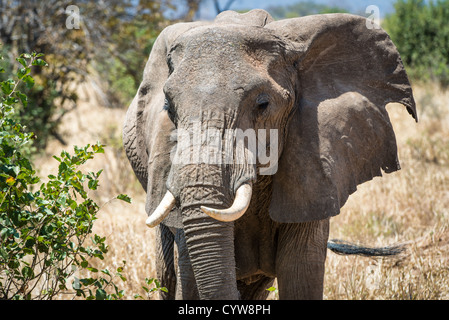 PARC NATIONAL DE TARANGIRE, Tanzanie — un éléphant adulte dans le parc national de Tarangire, dans le nord de la Tanzanie, non loin du cratère Ngorongoro et du Serengeti. Banque D'Images