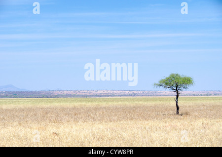 PARC NATIONAL DE TARANGIRE, Tanzanie — Un arbre solitaire se distingue des larges plaines marécageuses plates du parc national de Tarangire. Le parc, situé dans le nord de la Tanzanie, est connu pour ses paysages variés qui comprennent des marais saisonniers le long de ses célèbres baobabs et forêts d'acacia. Tarangire fait partie de l'écosystème Tarangire-Manyara et sert de corridor faunique essentiel. Les marécages du parc fournissent des sources d'eau essentielles pendant la saison sèche, soutenant les populations fauniques de la région. Ces zones humides contrastent avec les régions de savane plus sèches du parc, créant des plongeurs Banque D'Images