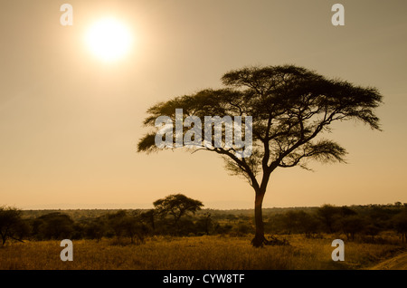 PARC NATIONAL DE TARANGIRE, Tanzanie — alors que le panneau approche de l’horizon au coucher du soleil, un acacia se détache sur le ciel dégagé au parc national de Tarangire, dans le nord de la Tanzanie, non loin du cratère Ngorongoro et du Serengeti. Banque D'Images