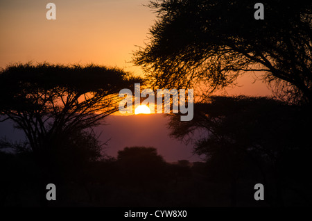 PARC NATIONAL DE TARANGIRE, Tanzanie — alors que le soleil se couche sous l’horizon, les derniers rayons dorés silhouent des acacia dans le parc national de Tarangire, dans le nord de la Tanzanie, non loin du cratère Ngorongoro et du Serengeti. Banque D'Images