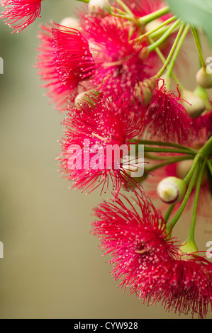 Corymbia ficifolia, floraison rouge Gum, syn Eucalyptus ficifolia Banque D'Images